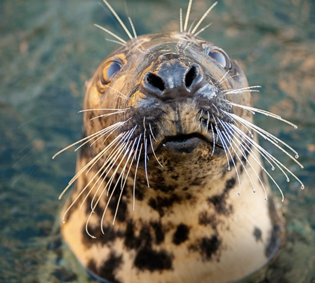 Aquarium de Biarritz